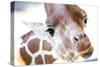 Jacksonville, Florida: a Giraffe Taking a Moment Stares into the Lens for a Photo-Brad Beck-Stretched Canvas