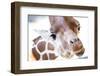 Jacksonville, Florida: a Giraffe Taking a Moment Stares into the Lens for a Photo-Brad Beck-Framed Photographic Print