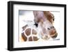 Jacksonville, Florida: a Giraffe Taking a Moment Stares into the Lens for a Photo-Brad Beck-Framed Photographic Print