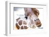 Jacksonville, Florida: a Giraffe Taking a Moment Stares into the Lens for a Photo-Brad Beck-Framed Photographic Print