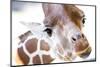 Jacksonville, Florida: a Giraffe Taking a Moment Stares into the Lens for a Photo-Brad Beck-Mounted Photographic Print