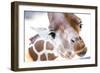 Jacksonville, Florida: a Giraffe Taking a Moment Stares into the Lens for a Photo-Brad Beck-Framed Photographic Print
