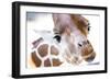 Jacksonville, Florida: a Giraffe Taking a Moment Stares into the Lens for a Photo-Brad Beck-Framed Photographic Print