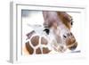 Jacksonville, Florida: a Giraffe Taking a Moment Stares into the Lens for a Photo-Brad Beck-Framed Photographic Print