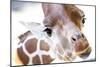 Jacksonville, Florida: a Giraffe Taking a Moment Stares into the Lens for a Photo-Brad Beck-Mounted Photographic Print
