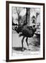 Jacksonville, Florida - Ostrich Farm Scene-Lantern Press-Framed Art Print