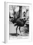 Jacksonville, Florida - Ostrich Farm Scene-Lantern Press-Framed Art Print