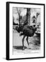 Jacksonville, Florida - Ostrich Farm Scene-Lantern Press-Framed Art Print