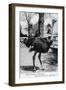 Jacksonville, Florida - Ostrich Farm Scene-Lantern Press-Framed Art Print