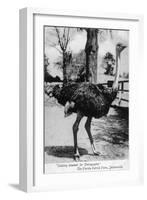 Jacksonville, Florida - Ostrich Farm Scene-Lantern Press-Framed Art Print