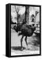 Jacksonville, Florida - Ostrich Farm Scene-Lantern Press-Framed Stretched Canvas