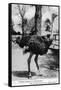 Jacksonville, Florida - Ostrich Farm Scene-Lantern Press-Framed Stretched Canvas