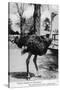 Jacksonville, Florida - Ostrich Farm Scene-Lantern Press-Stretched Canvas