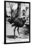 Jacksonville, Florida - Ostrich Farm Scene-Lantern Press-Framed Art Print