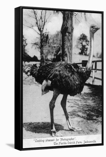 Jacksonville, Florida - Ostrich Farm Scene-Lantern Press-Framed Stretched Canvas