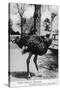 Jacksonville, Florida - Ostrich Farm Scene-Lantern Press-Stretched Canvas