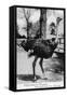 Jacksonville, Florida - Ostrich Farm Scene-Lantern Press-Framed Stretched Canvas