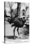 Jacksonville, Florida - Ostrich Farm Scene-Lantern Press-Stretched Canvas