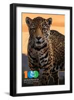 Jacksonville Zoo and Gardens - 100th - Jaguar-Lantern Press-Framed Art Print