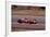 Jacky Ickx in a Ferrari, Spanish Grand Prix, Jarama, Madrid, 1968-null-Framed Photographic Print