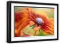 Black Frame