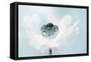 Framed Canvas