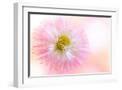 White Frame
