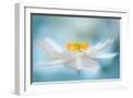 White Frame