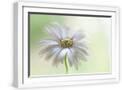 White Frame