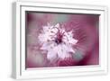White Frame