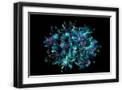 Black Frame