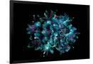 Gramercy Black