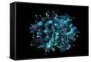 Canvas Black