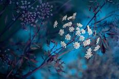 Queen Anne's Lace-Jacky Parker-Giclee Print