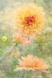 RUDBECKIA-Jacky Parker-Framed Giclee Print