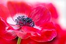 Just the Print