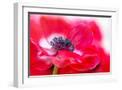 White Frame