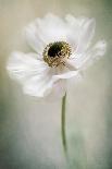 Purity-Jacky Parker-Photographic Print