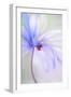 White Frame
