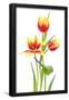 Essential Black