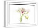 White Frame