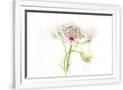 Gramercy White