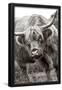 Essential Black