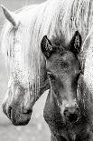 The Foal-Jacky Parker-Photographic Print