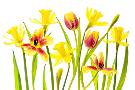 Laminate