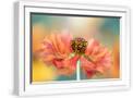 White Frame