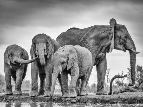 Premium Photographic Print, , large