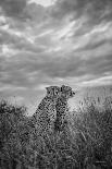 Focused Predator-Jaco Marx-Photographic Print