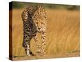 Stretched Canvas