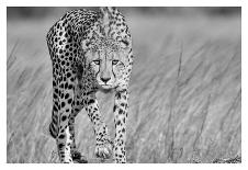 Focused Predator-Jaco Marx-Photographic Print